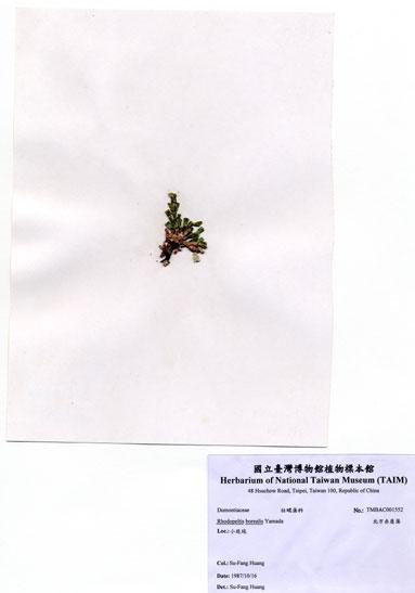 中文名：北方赤盾藻 (A001552)學名： em Rhodopeltis borealis Yamada /em 