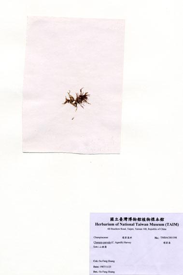 中文名：環節藻 (A001598)學名： em Champia parvula (C. Agardh) Harvey /em 