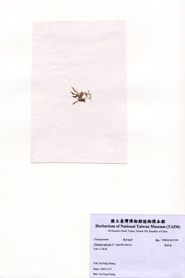 中文名：環節藻 (A001599)學名： em Champia parvula (C. Agardh) Harvey /em 