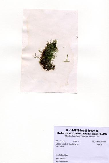 中文名：環節藻 (A001600)學名： em Champia parvula (C. Agardh) Harvey /em 