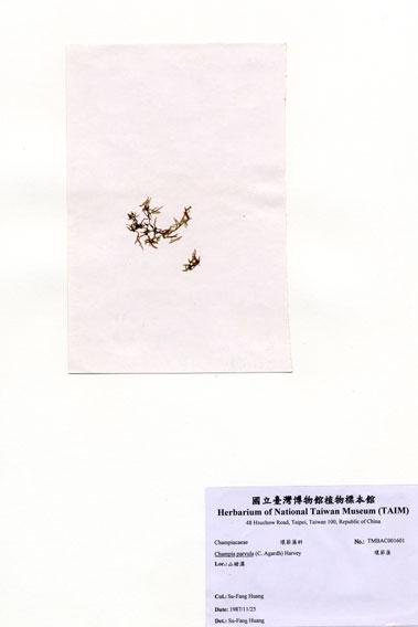 中文名：環節藻 (A001601)學名： em Champia parvula (C. Agardh) Harvey /em 