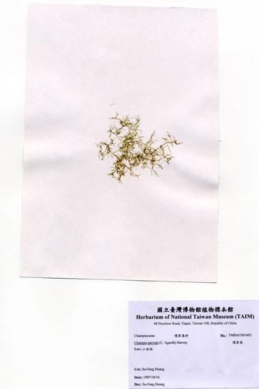 中文名：環節藻 (A001602)學名： em Champia parvula (C. Agardh) Harvey /em 