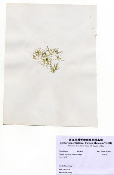 中文名：環節藻 (A001603)學名： em Champia parvula (C. Agardh) Harvey /em 