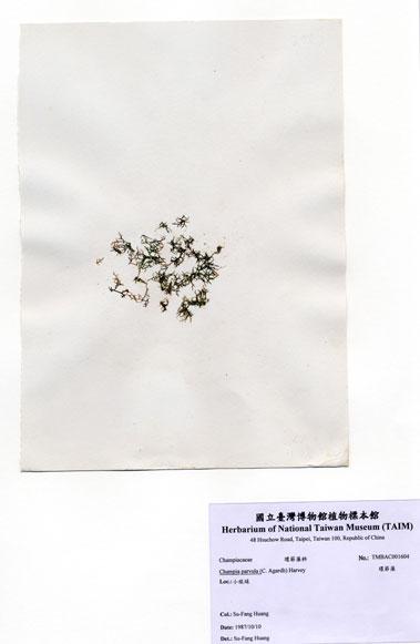 中文名：環節藻 (A001604)學名： em Champia parvula (C. Agardh) Harvey /em 