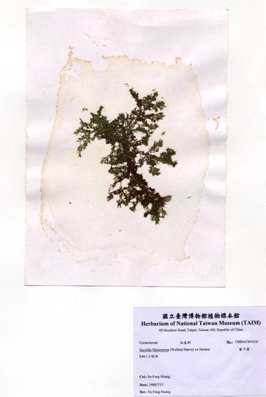 中文名：藍子藻 (A001616)學名： em Spyridia filamentosa (Wulfen) Harvey ex Hooker /em 