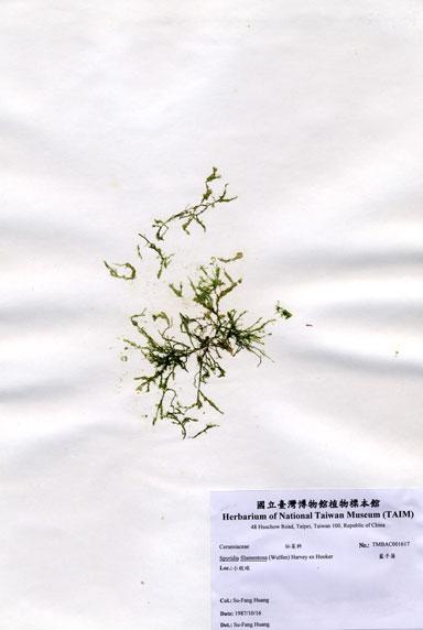 中文名：藍子藻 (A001617)學名： em Spyridia filamentosa (Wulfen) Harvey ex Hooker /em 