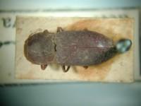 拉丁屬名： em Lacon /em 拉丁種名： em scrofa  /em 