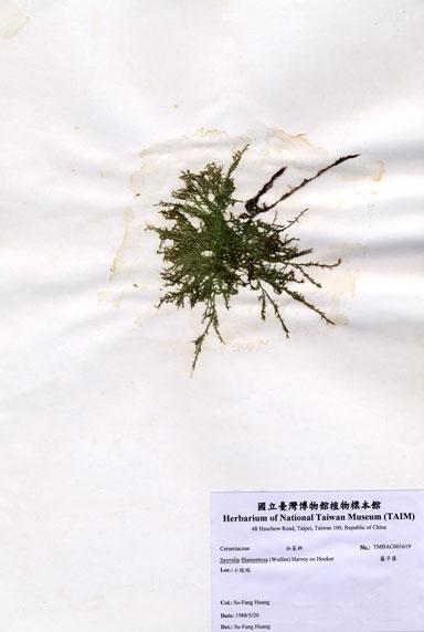 中文名：藍子藻 (A001619)學名： em Spyridia filamentosa (Wulfen) Harvey ex Hooker /em 