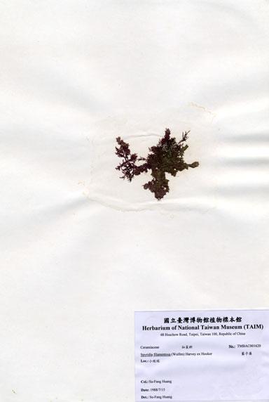 中文名：藍子藻 (A001620)學名： em Spyridia filamentosa (Wulfen) Harvey ex Hooker /em 