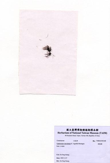 中文名：縱胞藻 (A001648)學名： em Centroceras clavulatum (C. Agardh) Montagne /em 