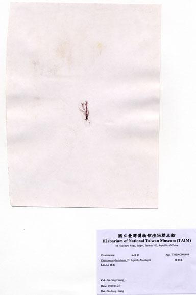 中文名：縱胞藻 (A001649)學名： em Centroceras clavulatum (C. Agardh) Montagne /em 