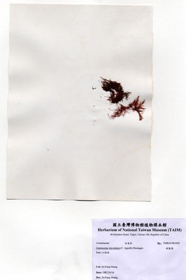 中文名：縱胞藻 (A001650)學名： em Centroceras clavulatum (C. Agardh) Montagne /em 
