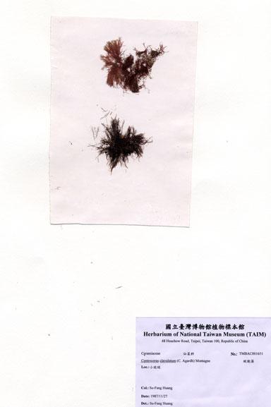 中文名：縱胞藻 (A001651)學名： em Centroceras clavulatum (C. Agardh) Montagne /em 