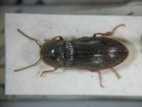 拉丁屬名： em Corymbites /em 拉丁種名： em puerilis  /em 