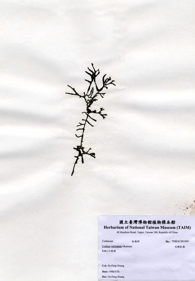中文名：交織松藻 (A001695)學名： em Codium intricatum Okamura /em 