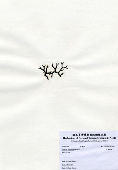 中文名：交織松藻 (A001699)學名： em Codium intricatum Okamura /em 