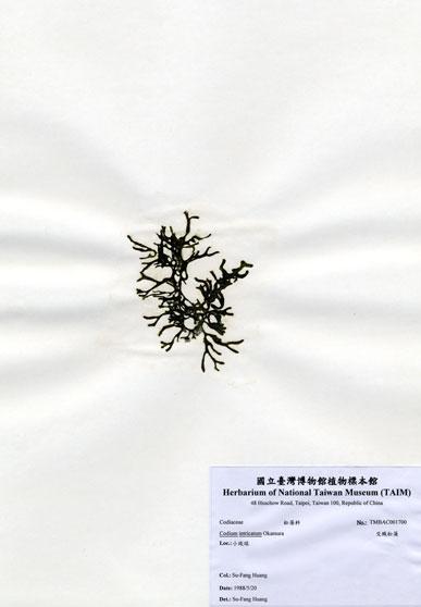 中文名：交織松藻 (A001700)學名： em Codium intricatum Okamura /em 