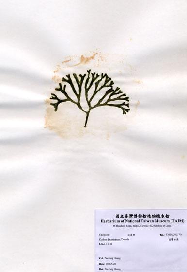 中文名：臺灣松藻 (A001704)學名： em Codium formosanum Yamada /em 