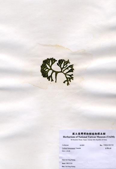 中文名：臺灣松藻 (A001705)學名： em Codium formosanum Yamada /em 