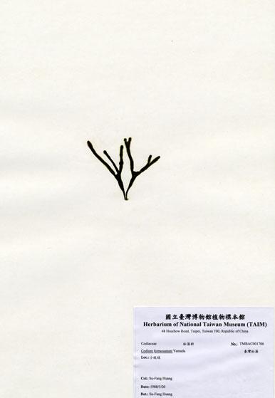 中文名：臺灣松藻 (A001706)學名： em Codium formosanum Yamada /em 