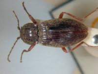 拉丁屬名： em Penia /em 拉丁種名： em nebrioides /em 