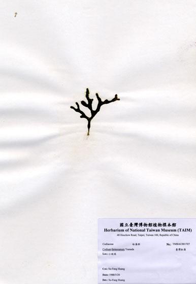 中文名：臺灣松藻 (A001707)學名： em Codium formosanum Yamada /em 