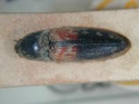 拉丁屬名： em Agonischius /em 拉丁種名： em scapularis /em 