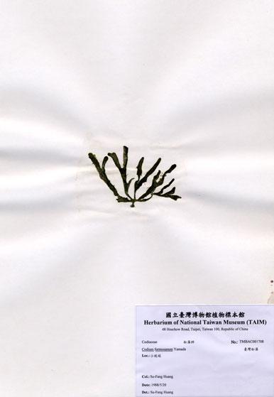 中文名：臺灣松藻 (A001708)學名： em Codium formosanum Yamada /em 
