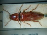 拉丁屬名： em Simodactylus /em 拉丁種名： em cinnamomeus  /em 