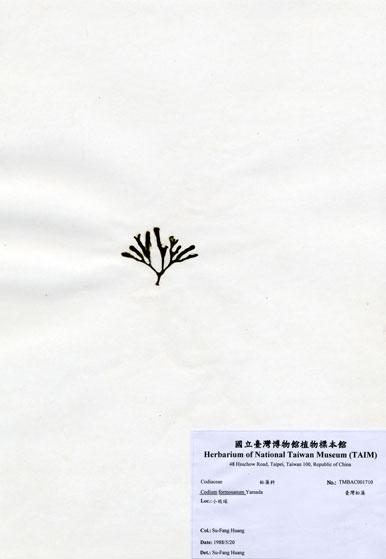 中文名：臺灣松藻 (A001710)學名： em Codium formosanum Yamada /em 