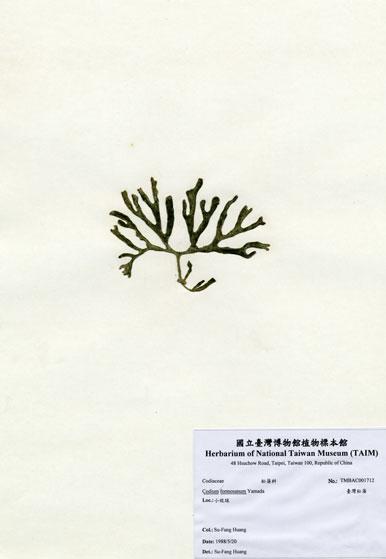 中文名：臺灣松藻 (A001712)學名： em Codium formosanum Yamada /em 