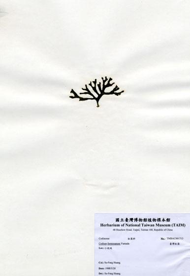 中文名：臺灣松藻 (A001713)學名： em Codium formosanum Yamada /em 