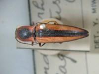 拉丁屬名： em Cardiorrhinus /em 拉丁種名： em plagiatus /em 