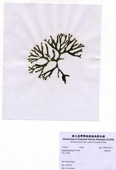 中文名：臺灣松藻 (A001715)學名： em Codium formosanum Yamada /em 