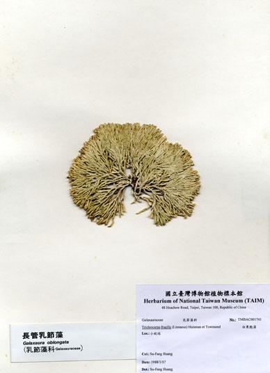 中文名：白果胞藻 (A001741)學名： em Tricleocarpa fragilis (Linnaeus) Huisman et Townsend /em 