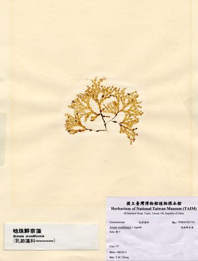 中文名：唸珠鮮奈藻 (A001743)學名： em Scinaia moniliformis J. Agardh /em 