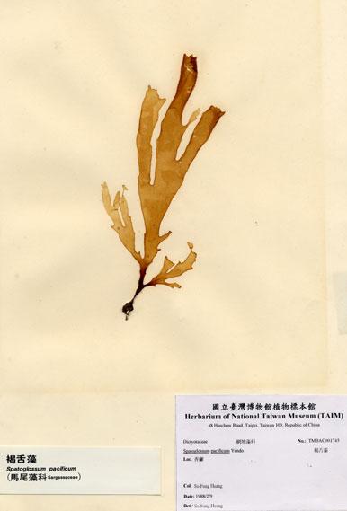 中文名：褐舌藻 (A001745)學名： em Spatoglossum pacificum Yendo /em 