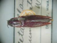拉丁屬名： em Metabllax /em 拉丁種名： em acuminatus  /em 