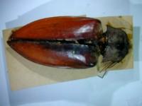 拉丁屬名： em Oxynopterus /em 拉丁種名： em mucronatus /em 