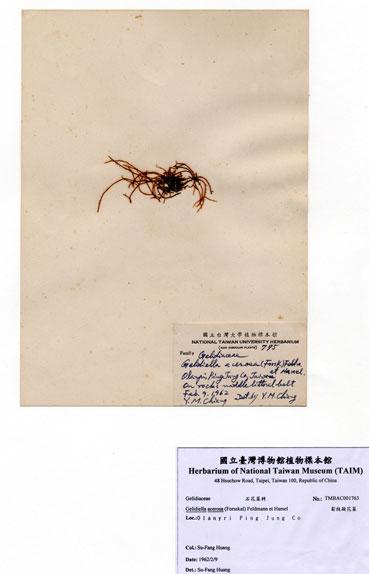 中文名：匐枝凝花菜 (A001763)學名： em Gelidiella acerosa (Forsskal) Feldmann et Hamel /em 