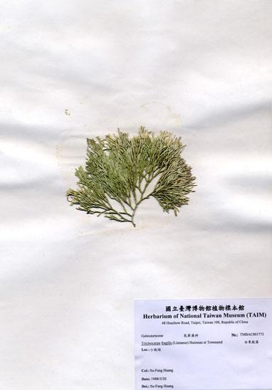 中文名：白果胞藻 (A001773)學名： em Tricleocarpa fragilis (Linnaeus) Huisman et Townsend /em 