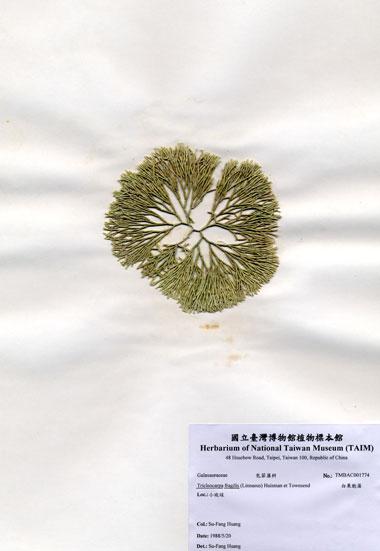 中文名：白果胞藻 (A001774)學名： em Tricleocarpa fragilis (Linnaeus) Huisman et Townsend /em 