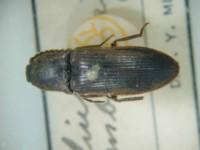 拉丁屬名： em Elius /em 拉丁種名： em umbilicatus  /em 