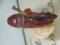 拉丁屬名： em Hapatesus /em 拉丁種名： em hirtus  /em 
