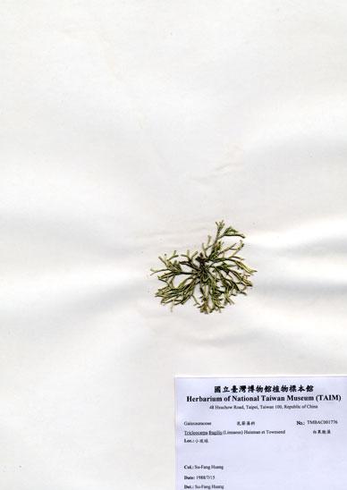 中文名：白果胞藻 (A001776)學名： em Tricleocarpa fragilis (Linnaeus) Huisman et Townsend /em 
