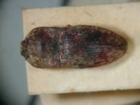拉丁屬名： em Lacon /em 拉丁種名： em insularis /em 