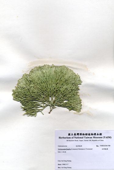 中文名：白果胞藻 (A001780)學名： em Tricleocarpa fragilis (Linnaeus) Huisman et Townsend /em 
