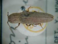 拉丁屬名： em Lacon /em 拉丁種名： em cylindricus /em 