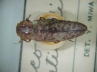拉丁屬名： em Lacon /em 拉丁種名： em costicollis /em 