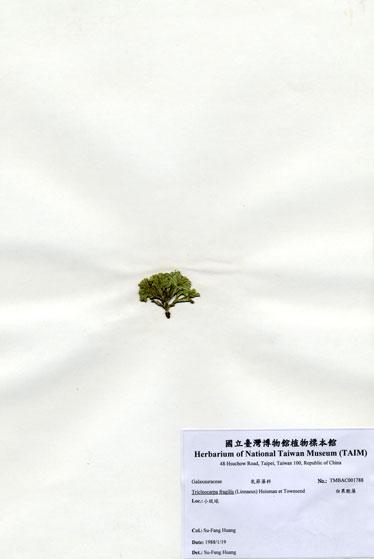 中文名：白果胞藻 (A001788)學名： em Tricleocarpa fragilis (Linnaeus) Huisman et Townsend /em 